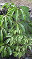 Schefflera Actinophylla
